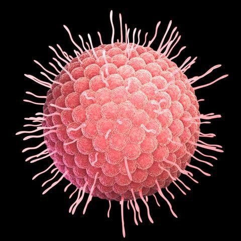 Virus Herpes sinh dục