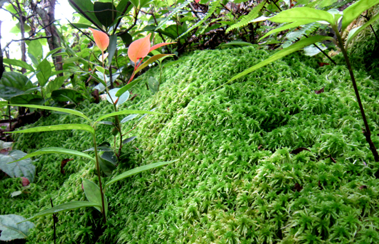 Cổng thông tin du lịch Phú Thọ