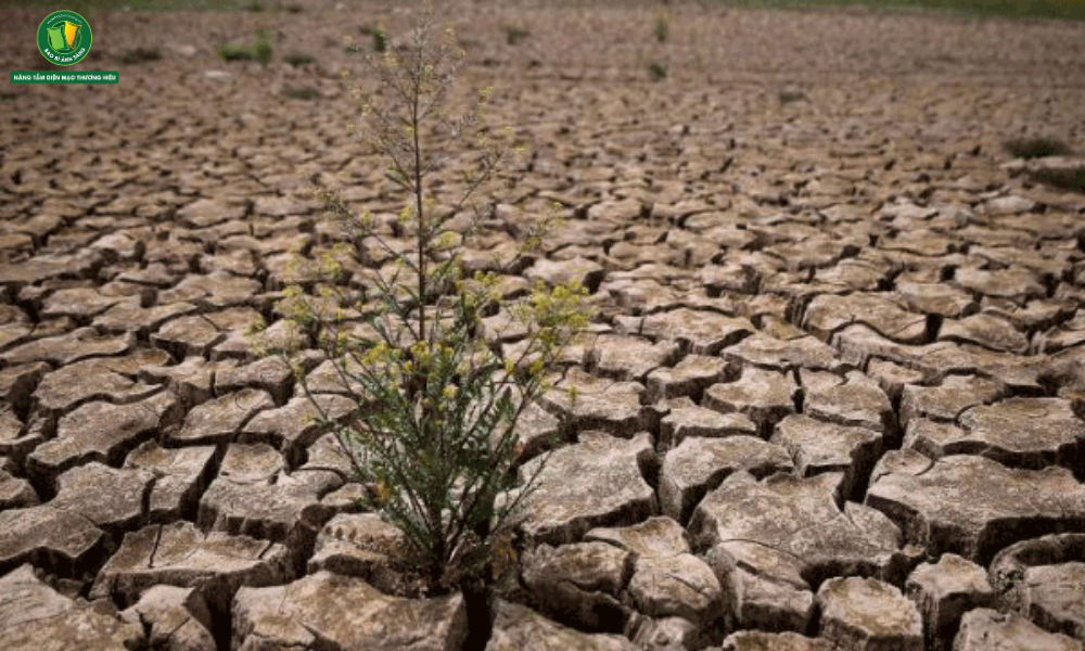 Đất bị chua khiến cây trồng không phát triển tốt