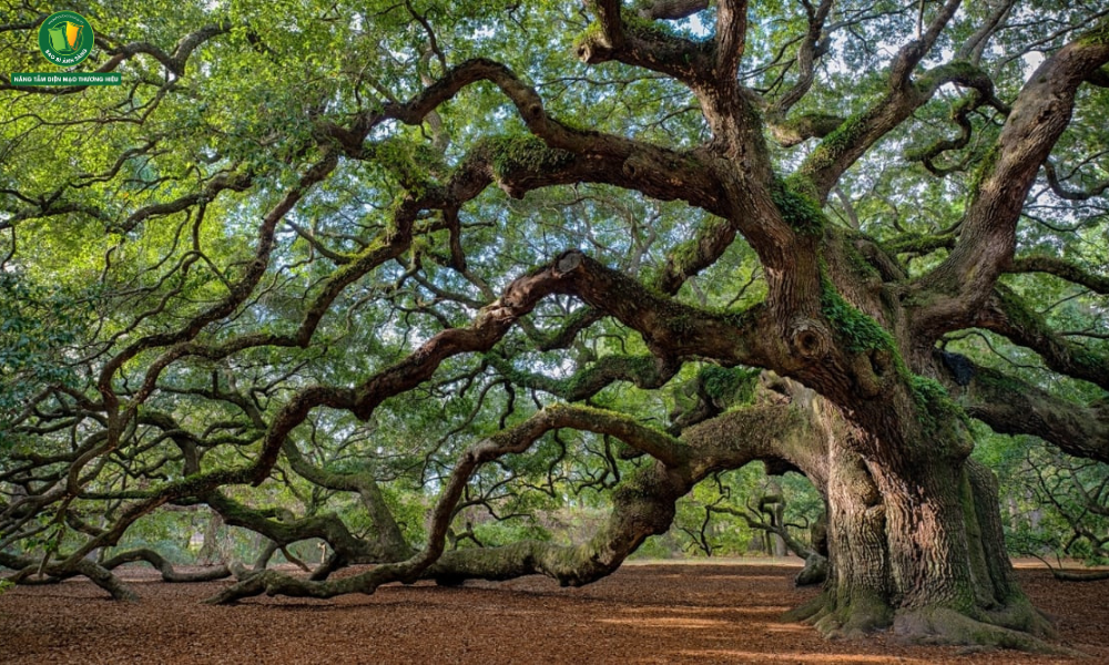Cây trồng lâu năm hút hết chất dinh dưỡng