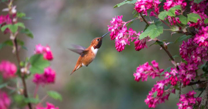 Mùa xuân nho nhỏ
