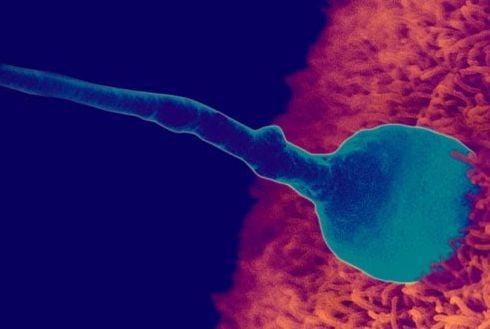 Qúa trình thụ thai chỉ có thể được xảy ra khi có đủ hai yếu tố quan trọng là tinh trùng và trứng.