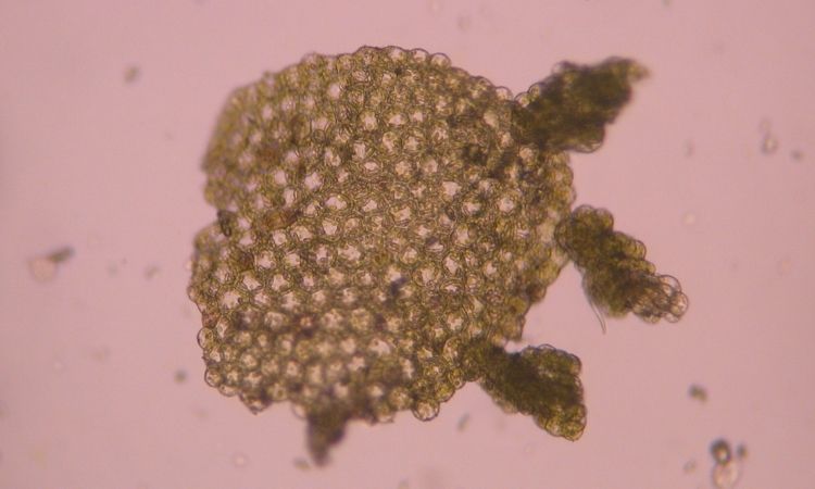 Đặc điểm của sinh sản vô tính