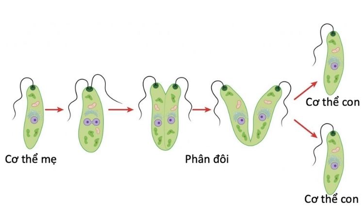 Sinh sản vô tính ở vi khuẩn (Ảnh minh họa)