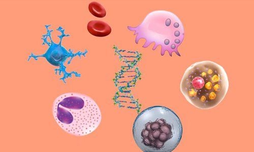 Một số tế bào trong cơ thể con người