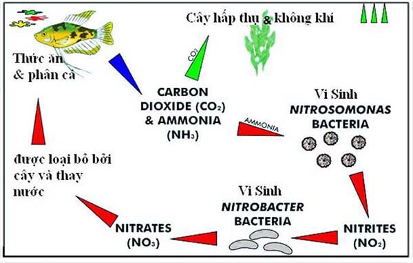 Cơ chế hình thành và chuyển đổi khí NO2