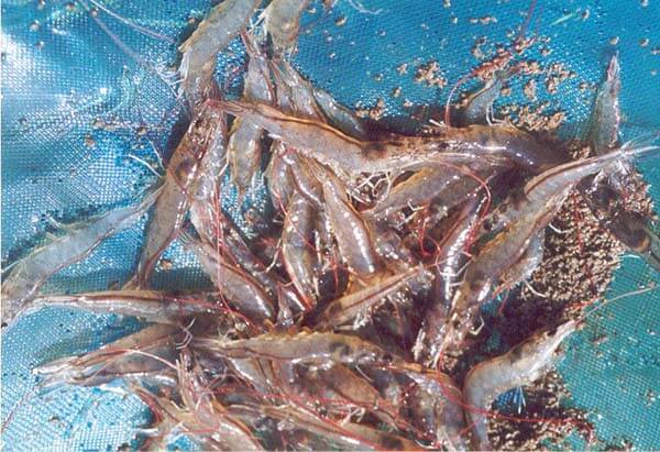 khí No2 là gì? Ảnh hưởng của khí NO2 trong ao tôm