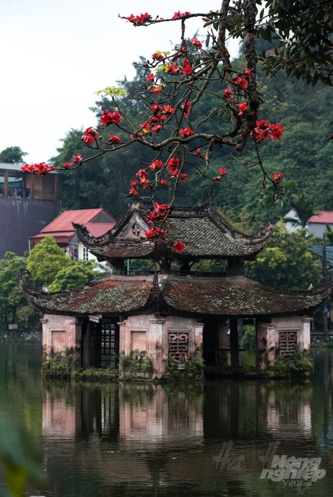 Cây mộc miên cổ thụ sừng sững trong một thung lũng vùng đồng rừng...