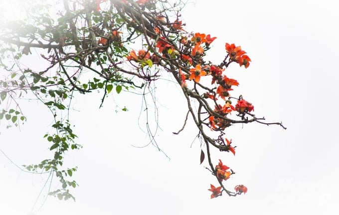 Mộc miên, loài cây chọn tháng Ba để bung sắc thắp lửa cả đất trời. Ảnh: Hà Huy.