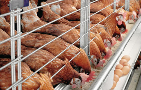 Kỹ thuật nuôi gà siêu trứng mang tiền tươi thóc thật ngay trong ngày