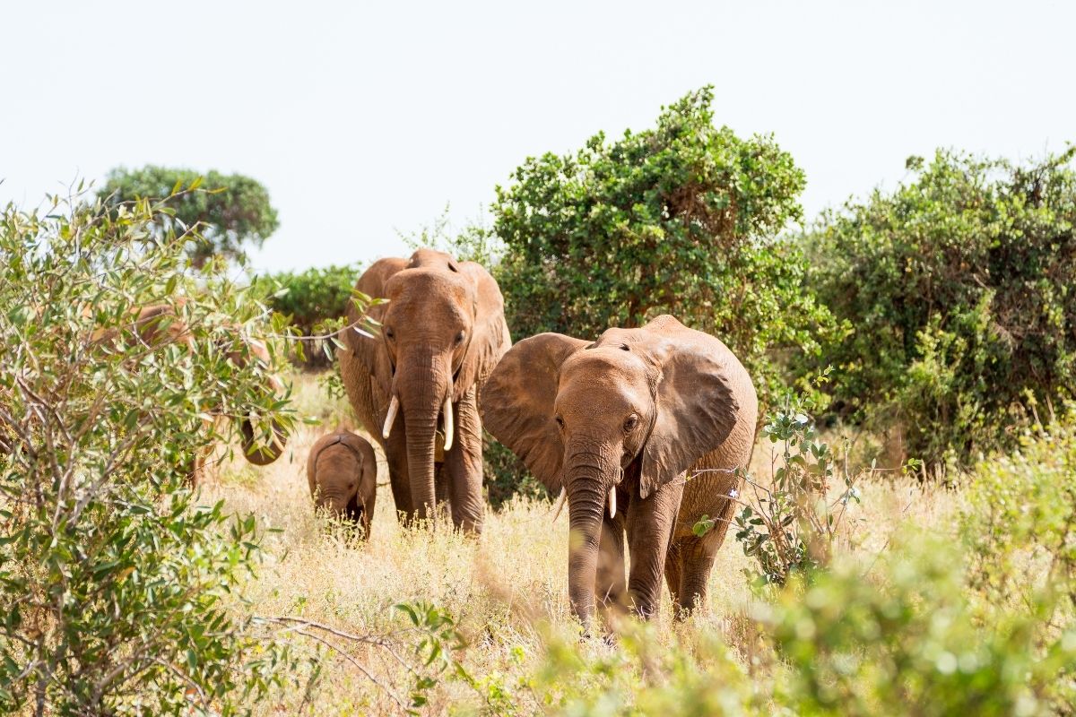 tính từ về con vật