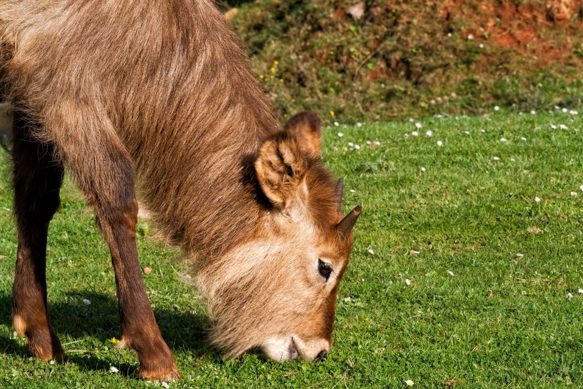 tính từ về con vật