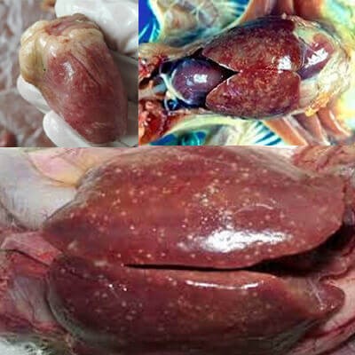 trang trai khong co dac diem nao sau day