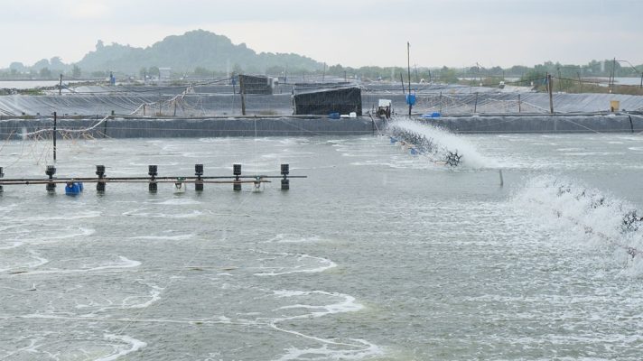 Rủi Ro Khi Diệt Khuẩn Ao Tôm Lúc Trời Chuyển Mưa
