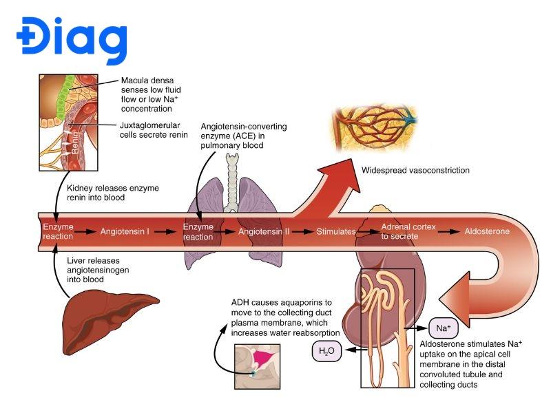 Hệ thống RAAS giúp ổn định huyết áp, thể tích máu và mất cân bằng nội môi.