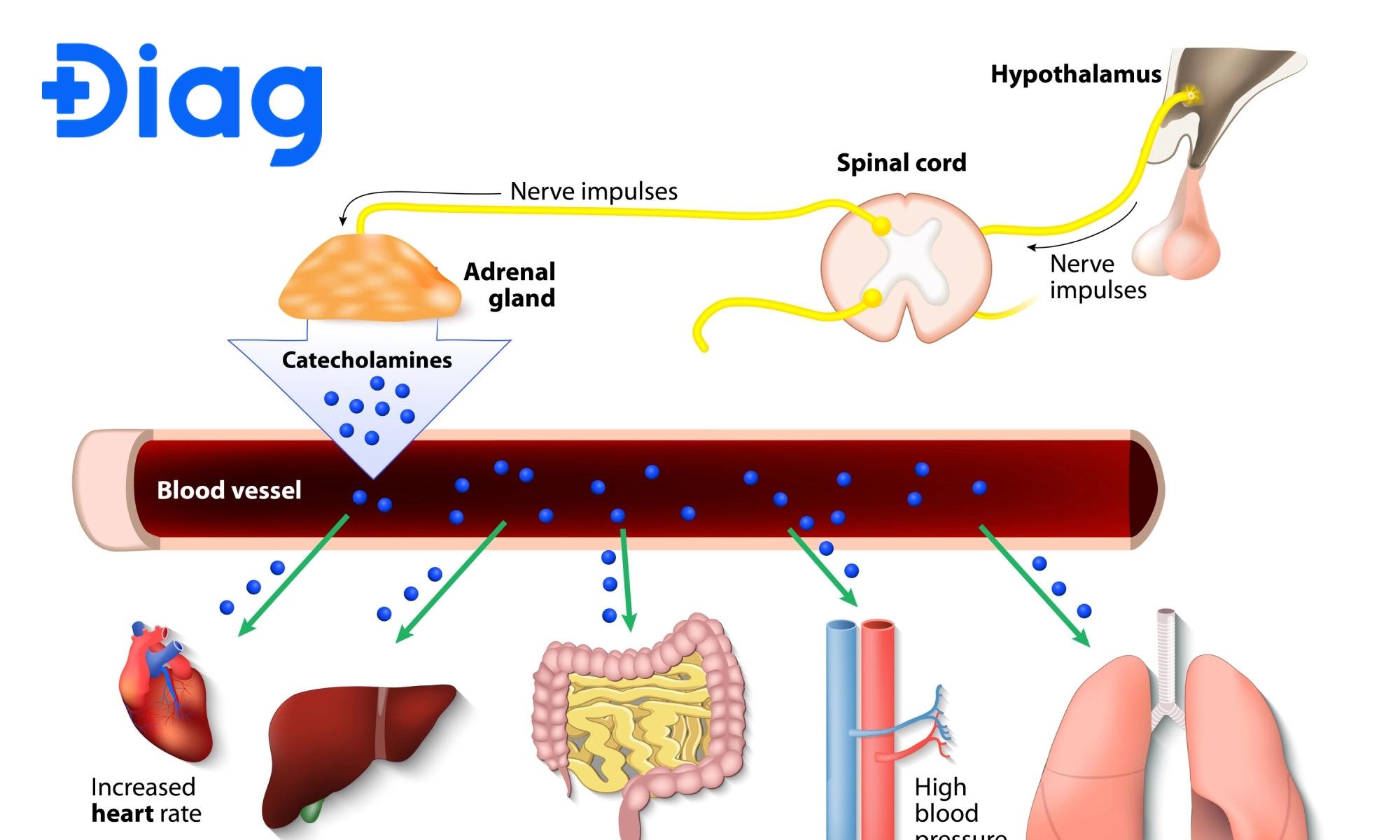 Cơ chế Catecholamine giúp huyết áp tăng lên nhằm đảm bảo cơ thể có đủ oxy và năng lượng.