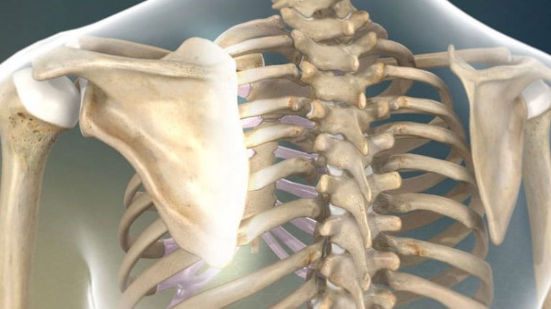 Cấu trúc và tỷ lệ xương có thể ảnh hưởng đến dáng người