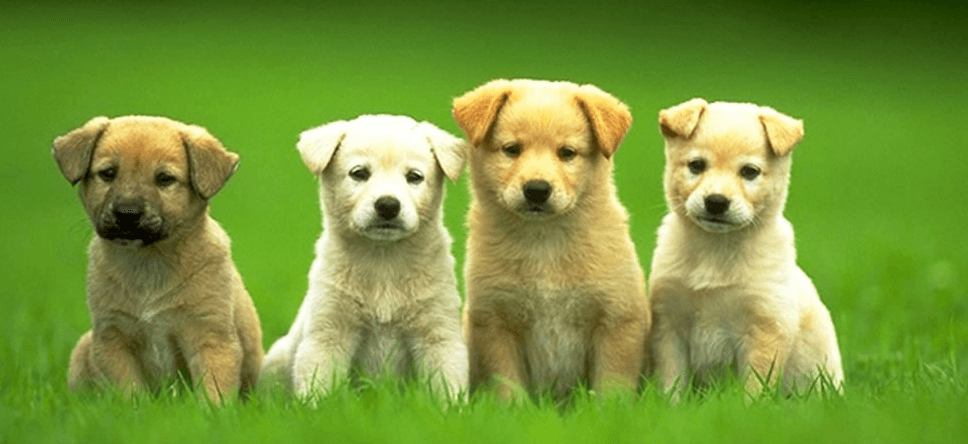 Puppies are the answer to your toxic relationship