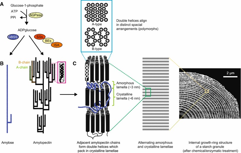 amilozo duoc tao thanh tu cac goc