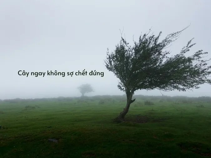 Sống ngay thẳng, nói thật giúp xây dựng niềm tin, uy tín và quan hệ bền vững trong học tập, công việc và đời sống