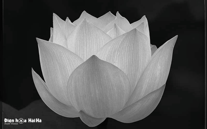 Hình ảnh đám tang lễ hoa sen trắng thanh khiết