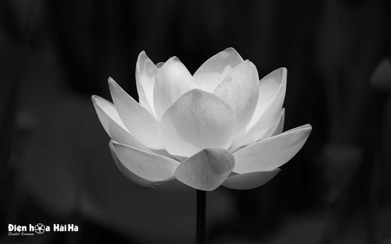 Sen trắng thanh khiết hình ảnh buồn đám tang