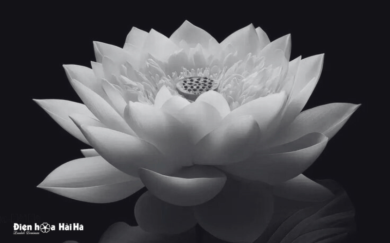 Sen trắng đám tang - Nhẹ nhàng tiễn người về cõi vĩnh hằng