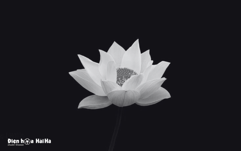 Hình ảnh chia buồn đám ma tiễn biệt người đã khuất