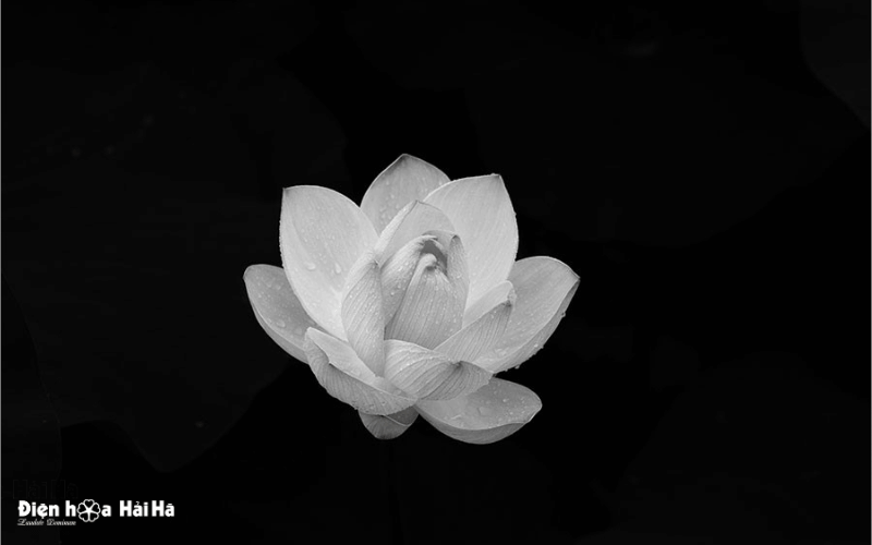 Hoa Sen trắng trên nền đen ảnh đám tang buồn