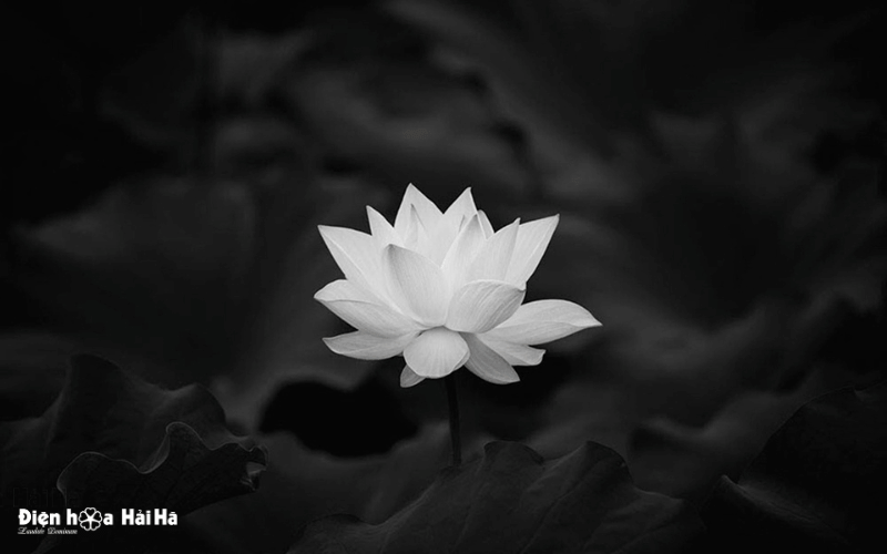 Đóa Sen trắng lặng lẽ - hình ảnh chia buồn đám tang