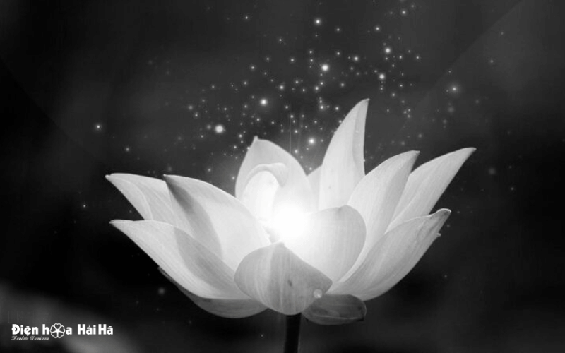 Ảnh buồn tang lễ hoa sen trắng lung linh