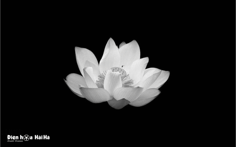 Hoa sen trắng đám tang - Nỗi nhớ khắc sâu