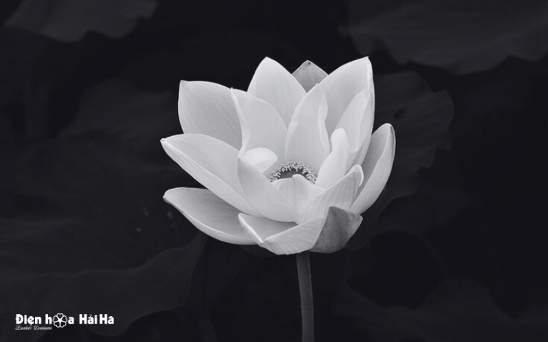 Ảnh chia buồn tang lễ - Thành kính tiếc thương