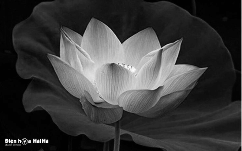 Hình nền đám tang lễ hoa sen trắng