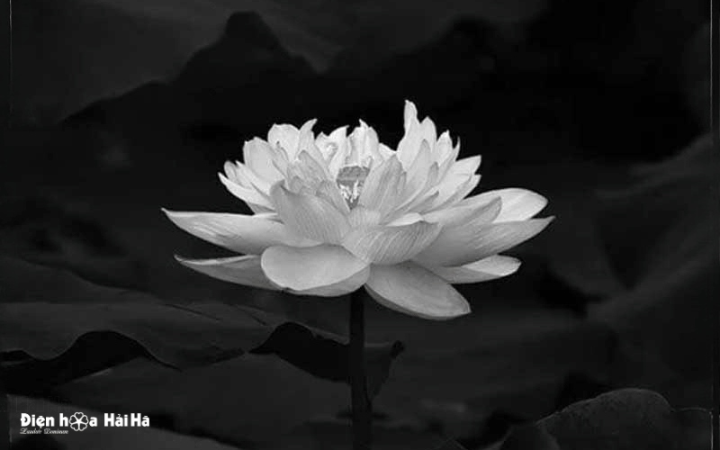 Hoa sen trắng đám tang biểu tượng của niềm tiếc thương vô hạn
