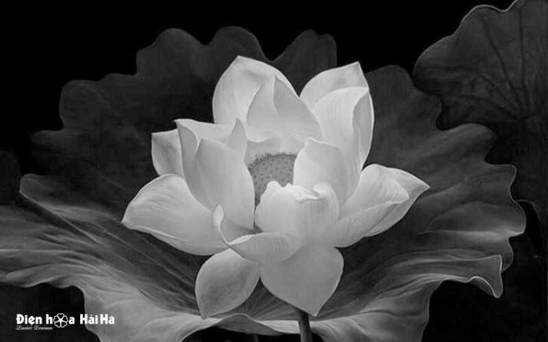 Hình đại diện đám tang ý nghĩa hoa sen trắng nền đen
