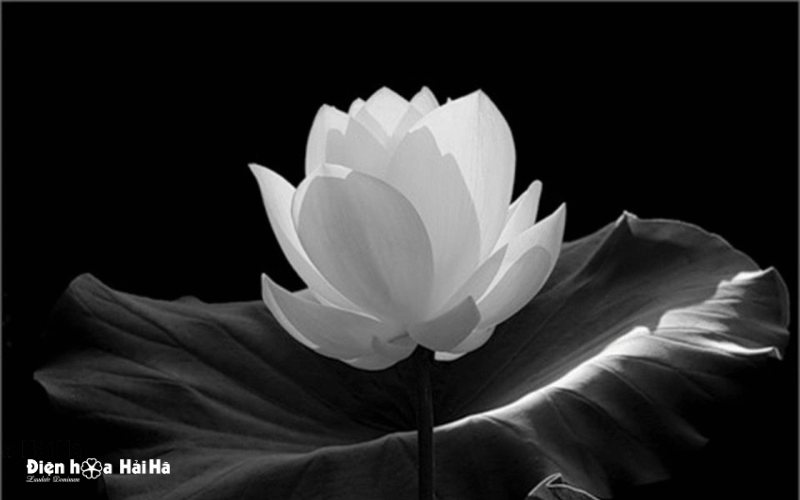 Hoa sen trắng đám tang thay lời chia buồn