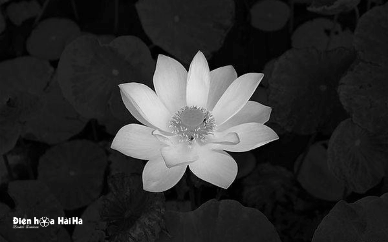 Hình đại diện buồn đám tang sen trắng nhẹ nhàng