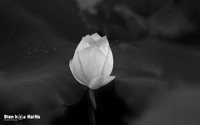 Hoa sen trắng đám tang tĩnh lẵng và bình yên