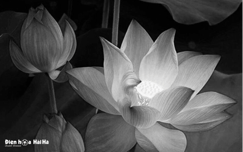 Hình ảnh buồn đám tang hoa sen ý nghĩa nhất