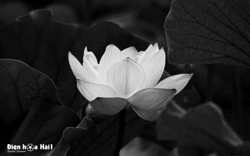 Hoa Sen trắng đám tang nhẹ nhàng tiễn người về cõi vĩnh hằng