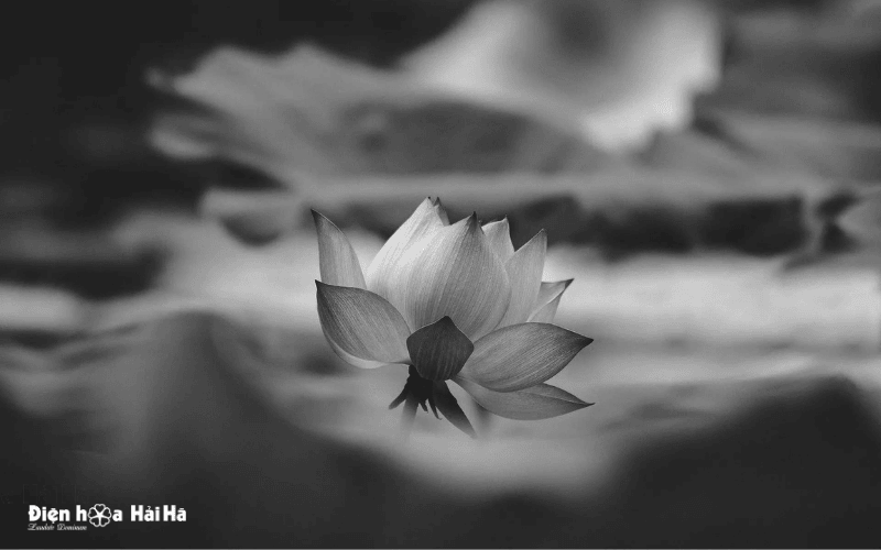 Hình ảnh hoa sen trắng đám tang nỗi buồn sâu thẳm