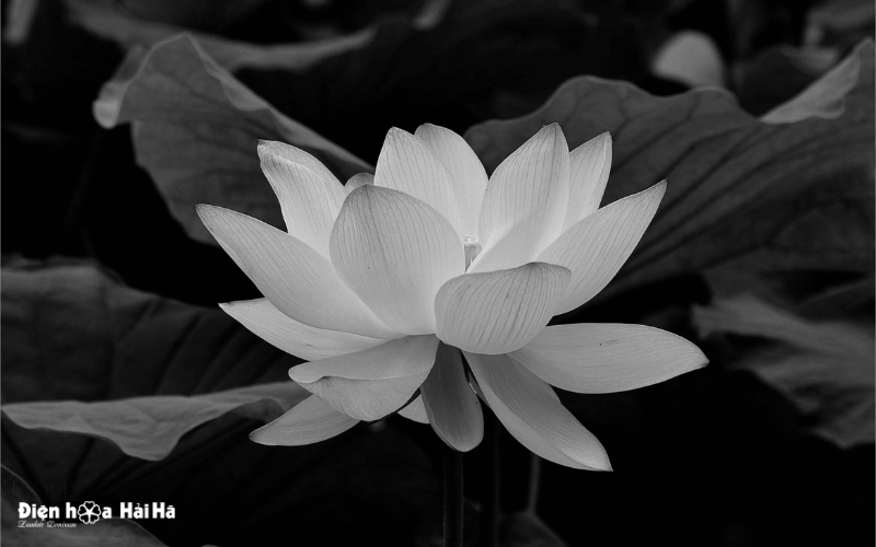 Một đóa sen trắng đám tang - Một tấm lòng thành kính