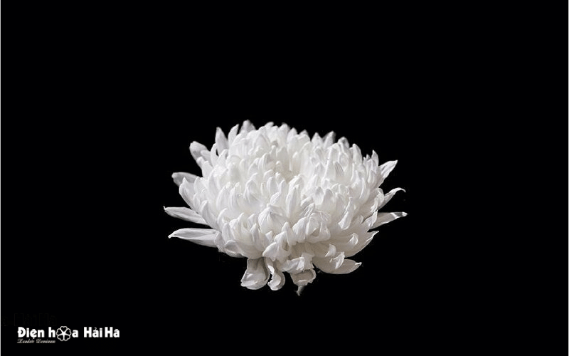 Hình ảnh hoa cúc trắng đám tang nỗi đau lặng lẽ