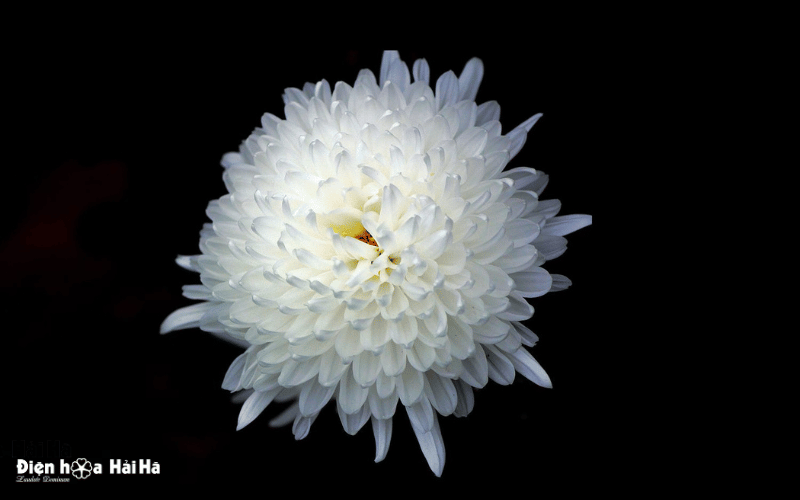 Ảnh đám tang hình ảnh hoa cúc trắng buồn