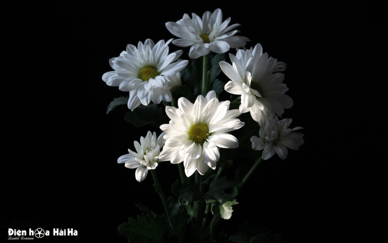 Hình nền chia buồn hoa cúc trắng đám tang thành kính