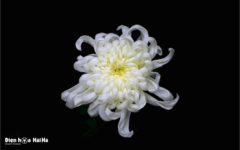 Ảnh hoa cúc trắng, hoa cúc vàng đám tang