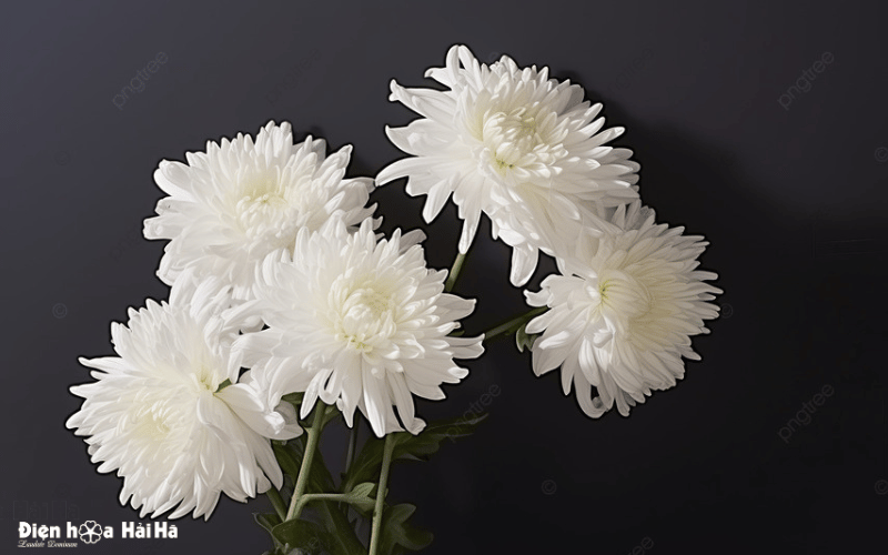 Hình ảnh chia buồn đám tang công giáo ý nghĩa