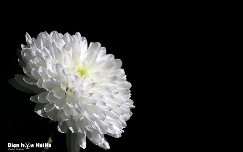 Ảnh hoa cúc trắng đám tang niềm tiếc thương vô hạn