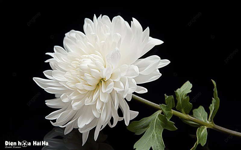 Avatar hoa cúc trắng đám tang buồn trang trọng